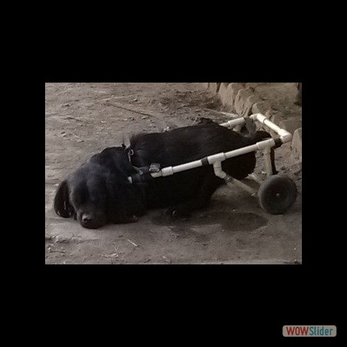 wowslider